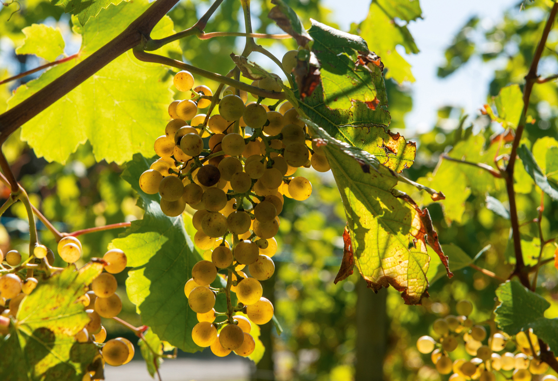 Decades old grape variety error revealed - National Liquor News