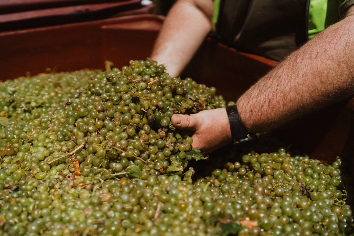 A man has his hands in a tub filled with small green wine grapes