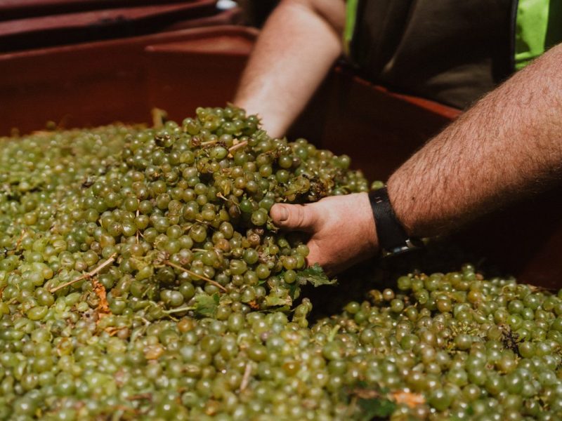 A man has his hands in a tub filled with small green wine grapes