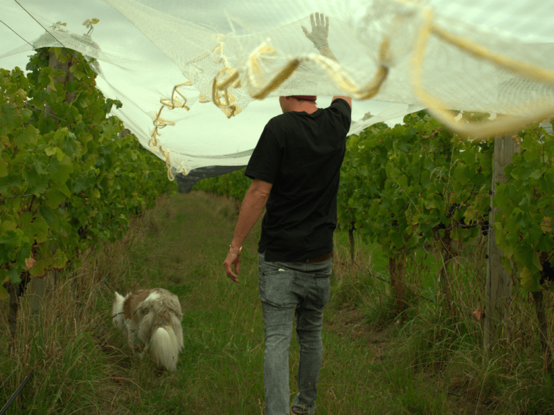 Simon Murphy Vineyard - natural wines