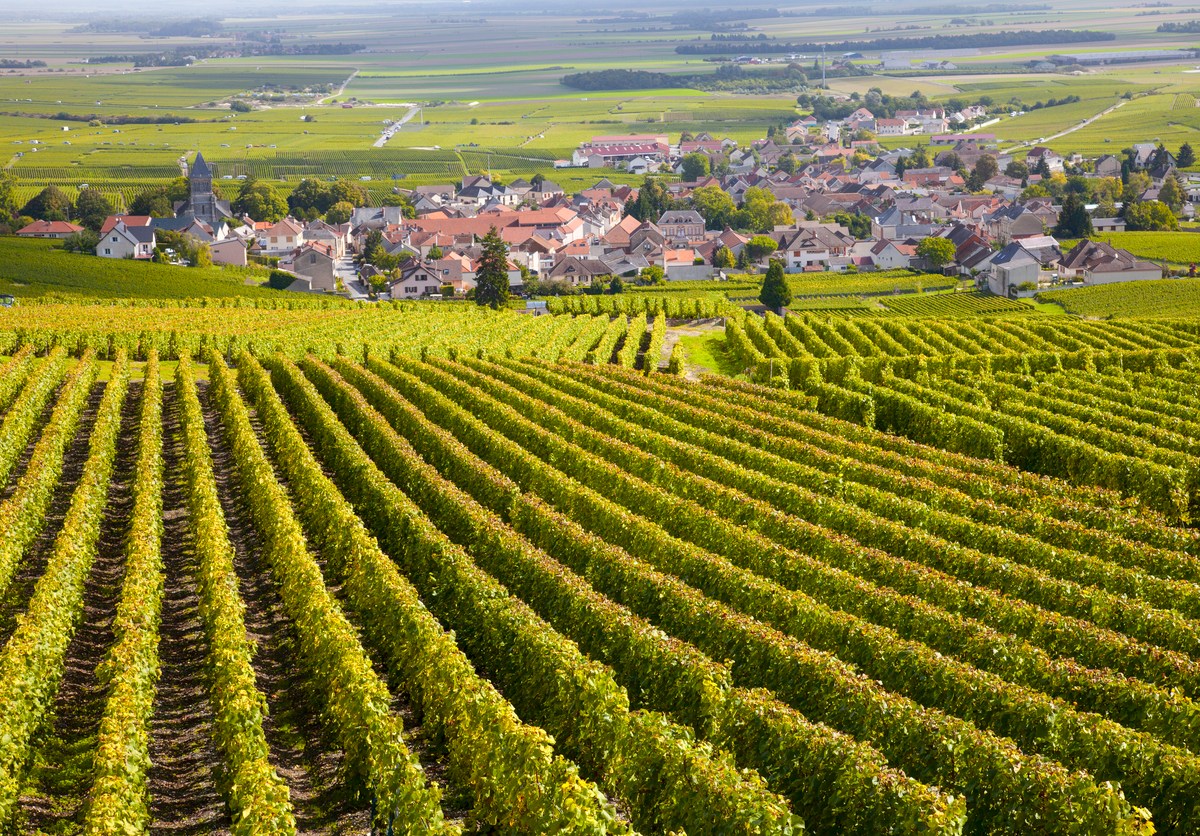 Bourgogne vineyards