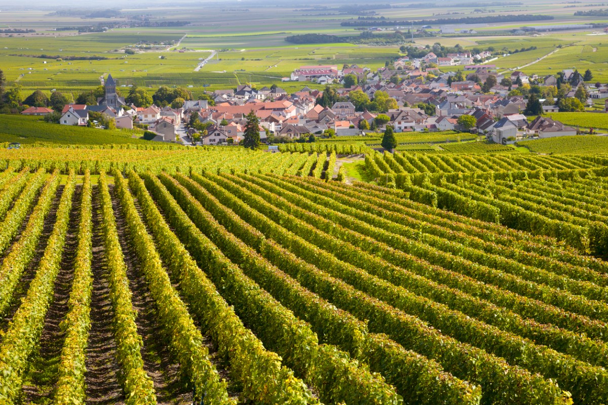 Bourgogne vineyards