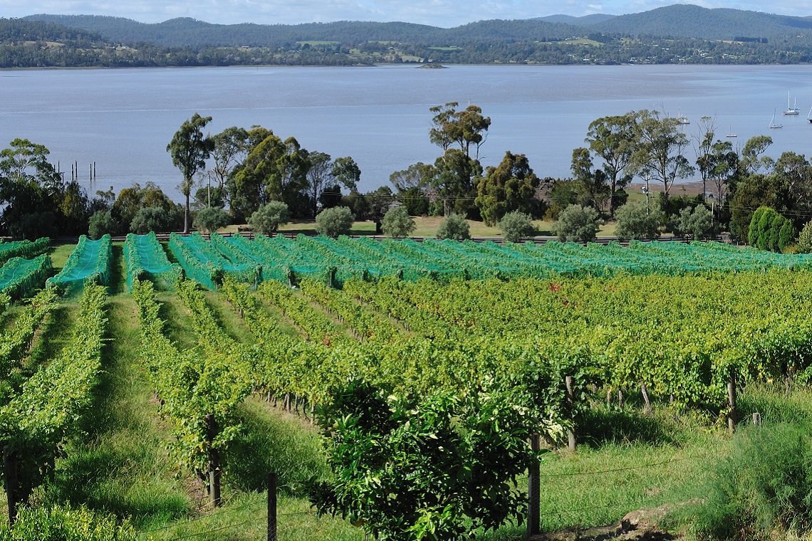 Tasmania wine