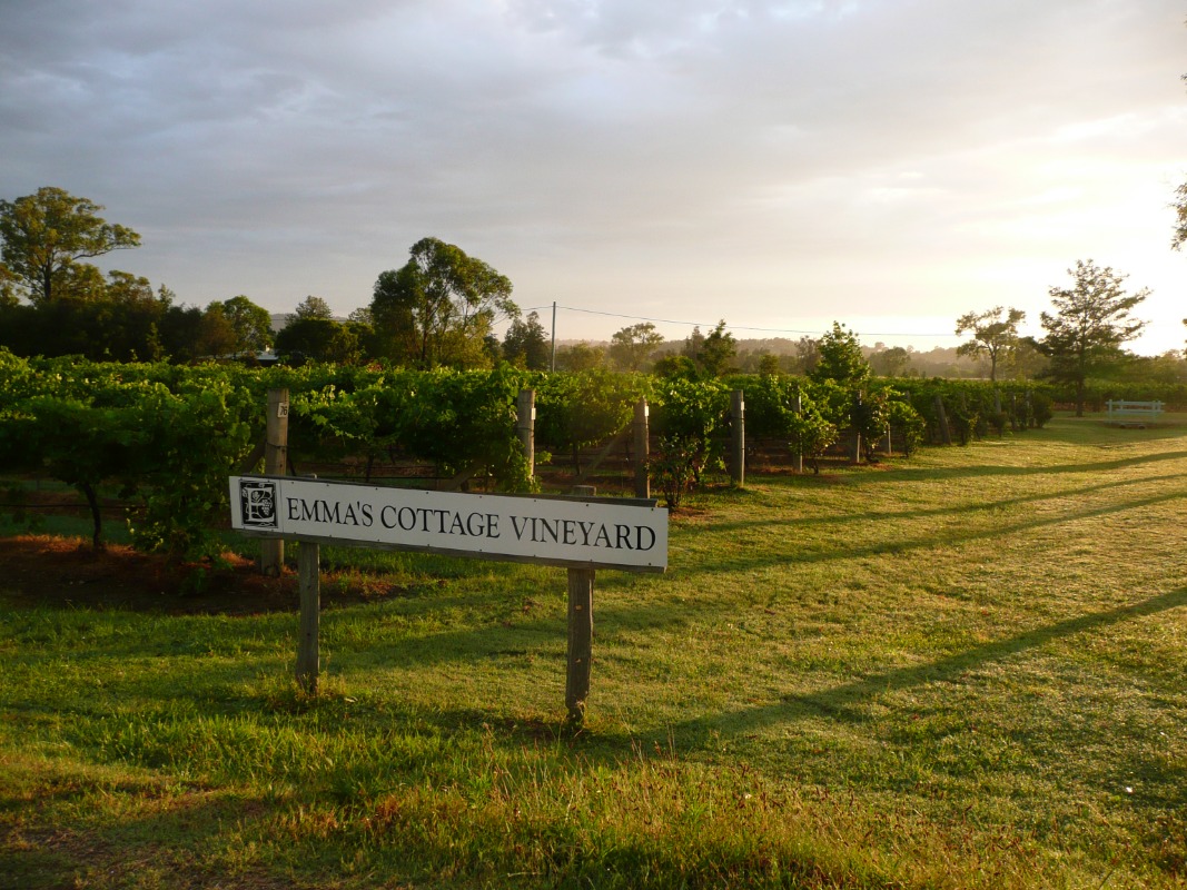 Emma's Cottage Vineyard sign with grape plantings