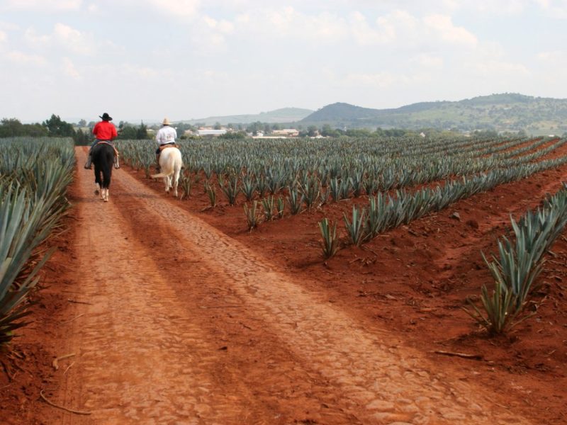 two men on a black and white horse ride down an agave field, with red earth