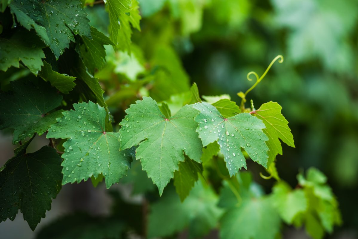 Vine leaves with dew