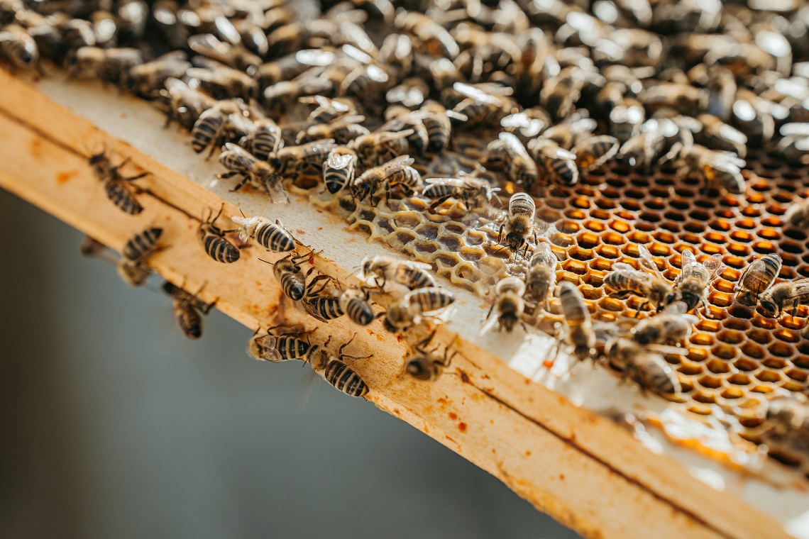 Hunter Valley meadery loses 90 per cent of its bee hives - The Shout