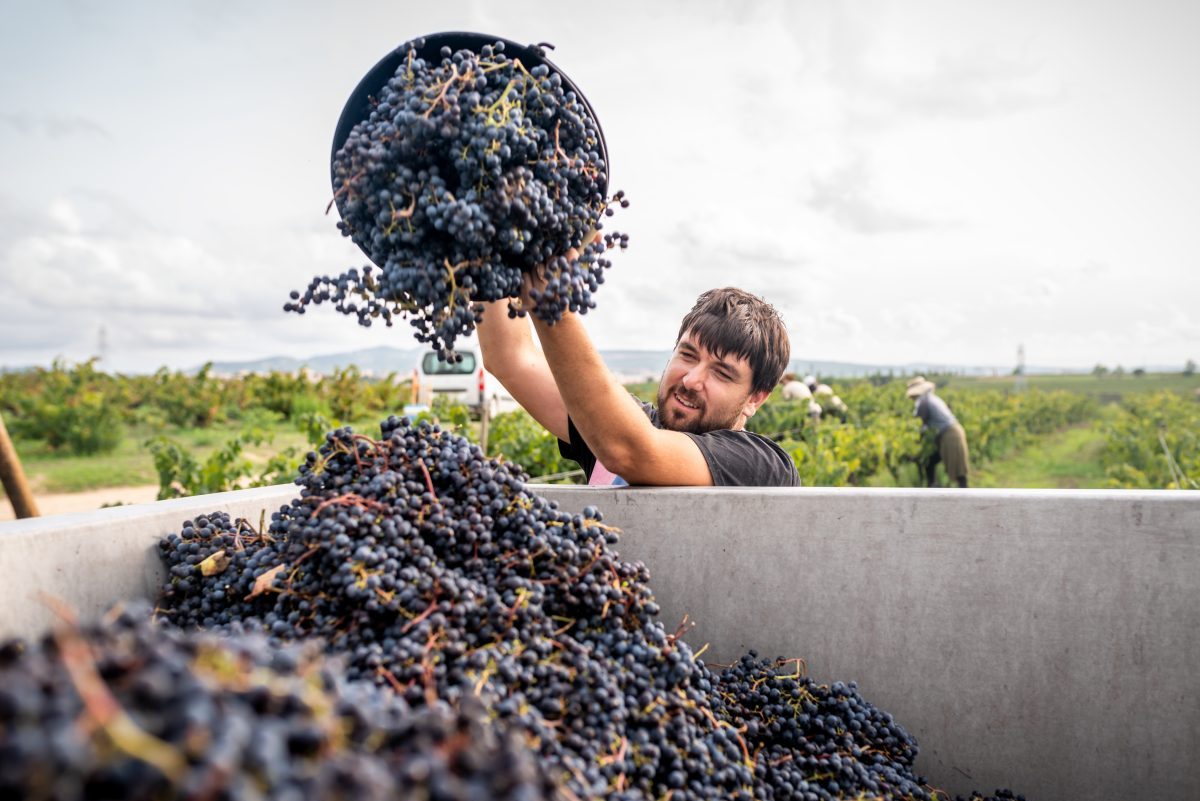 Young Vineyard farmer filling truck of harvested red grapes