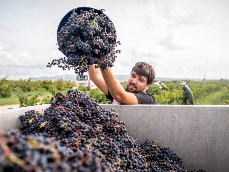 Young Vineyard farmer filling truck of harvested red grapes