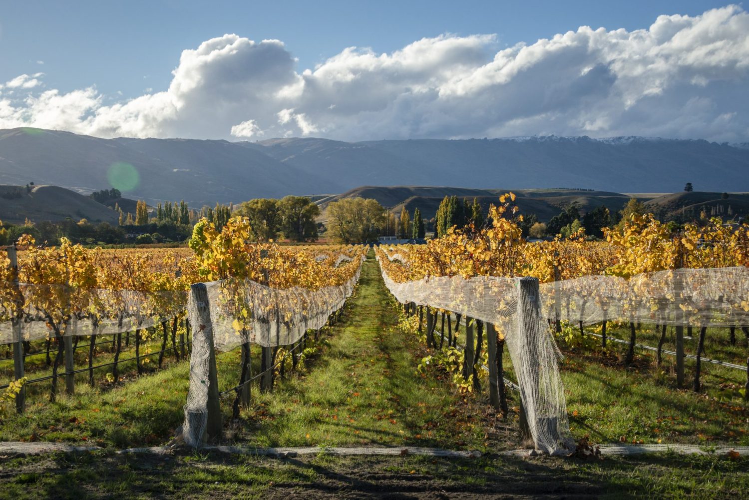 Demand and Supply: New Zealand Tasting Report