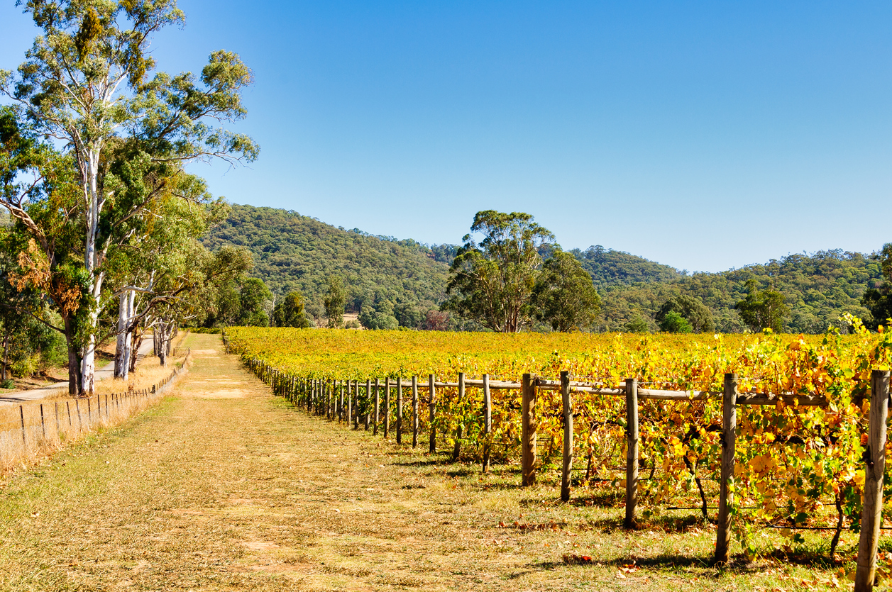 Wine Victoria launches $2.2 million USA Market Development Strategy ...