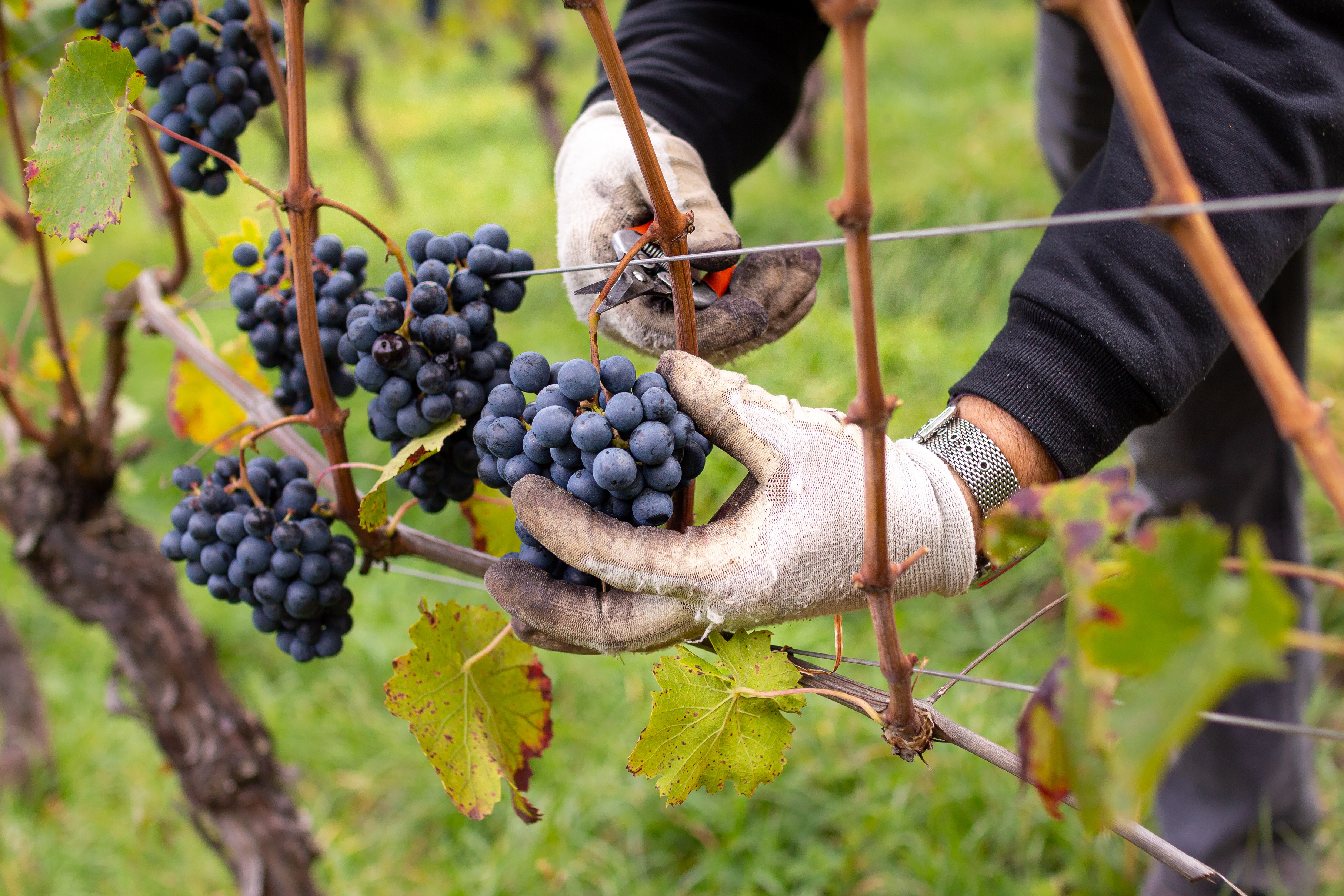 The Outlook Of The 2024 Vintage The Shout   IStock 1437939744 