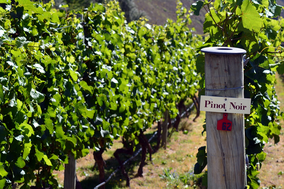 Australian Pinot Noir Challenge