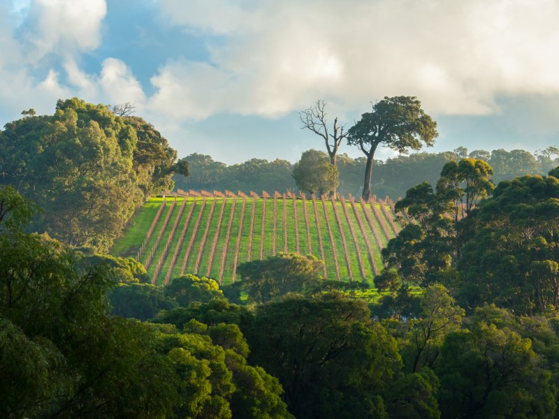 Margaret River vineyard, Western Australia