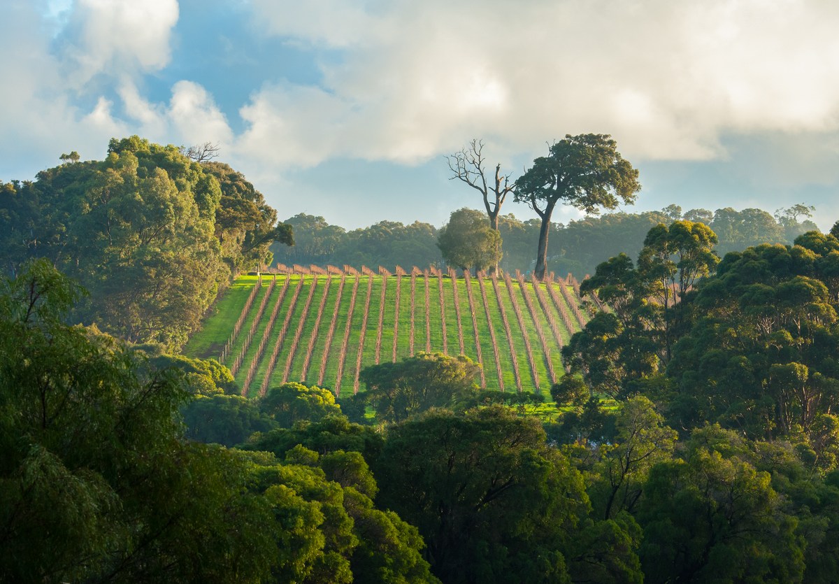 Margaret River vineyard, Western Australia