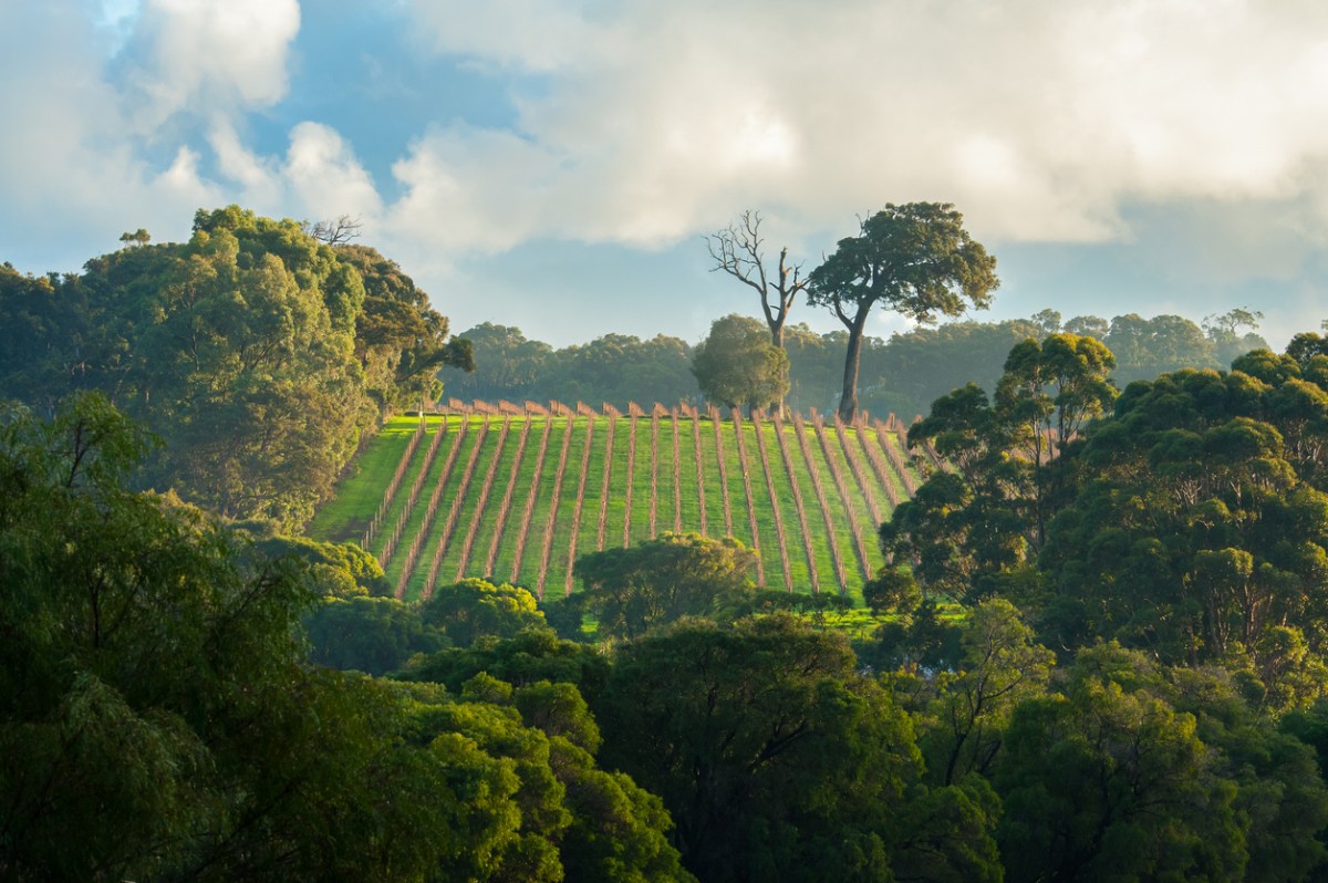 Margaret River vineyard, Western Australia