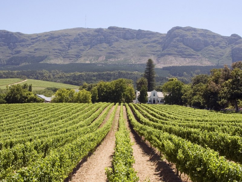 South African wine Vinarchy